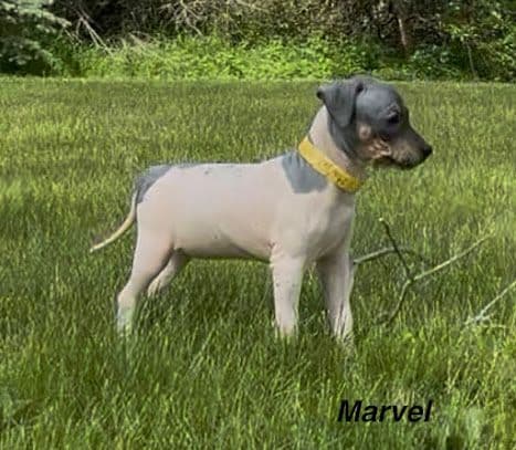 American Hairless Terrier Puppies media 2