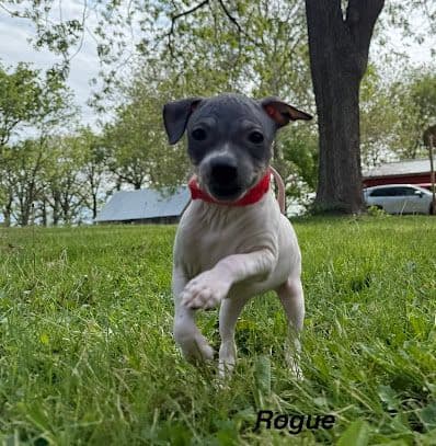 American Hairless Terrier Puppies media 4