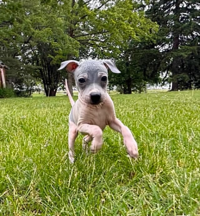 American Hairless Terrier Puppies media 6