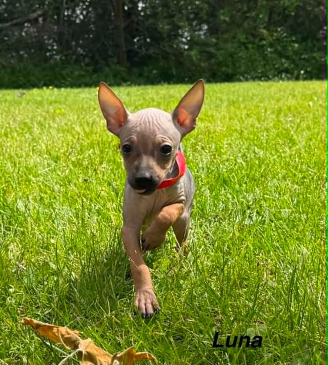 American Hairless Terrier Puppies media 2