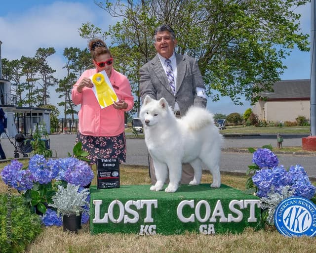 Samoyed Puppies media 2