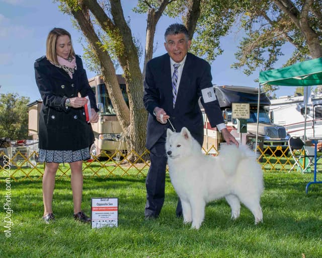 Samoyed Puppies media 3