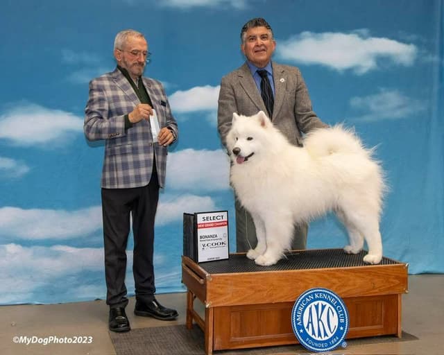 Samoyed Puppies media 4