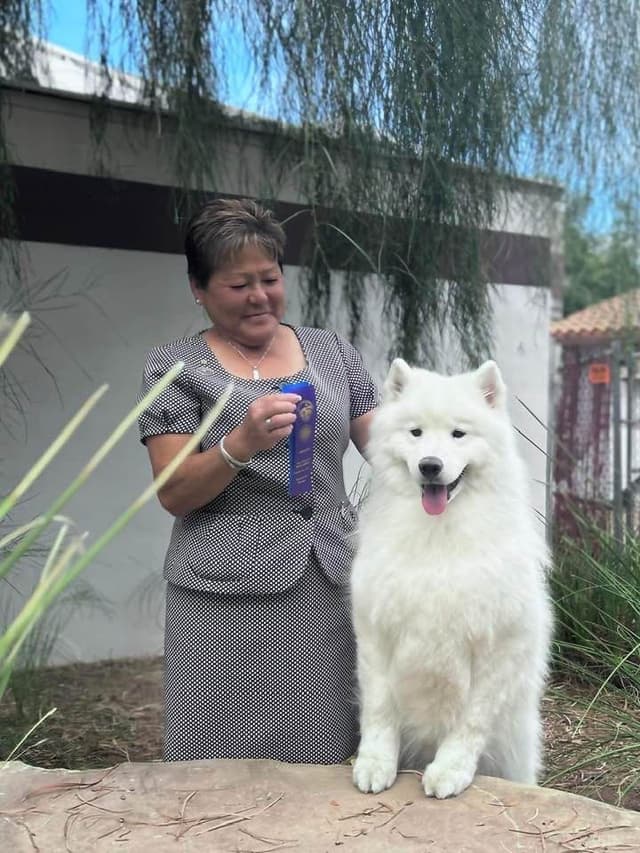 Samoyed Puppies media 5