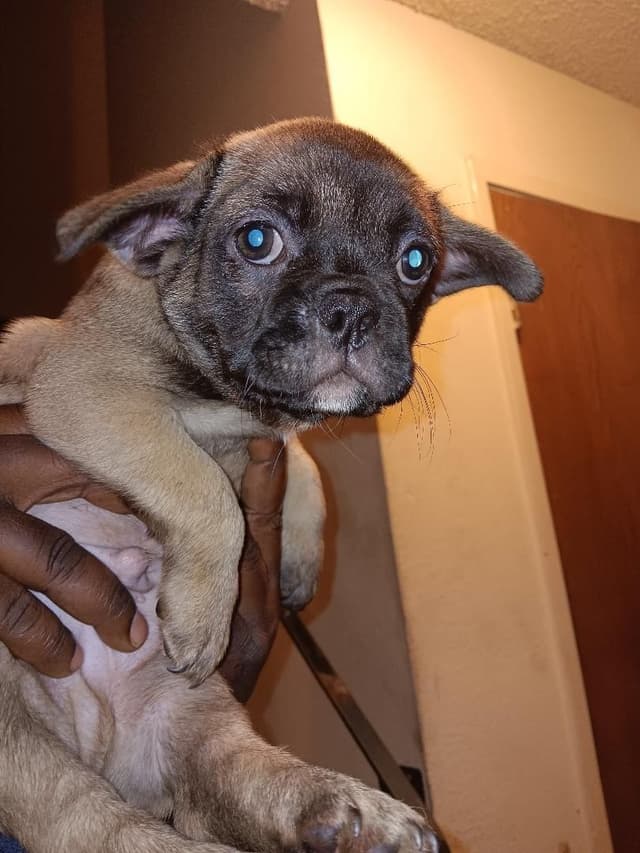 French Bulldog fluffy carriers Puppies media 3