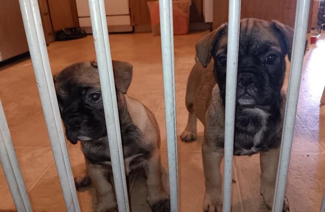 French Bulldog fluffy carriers Puppies media 4