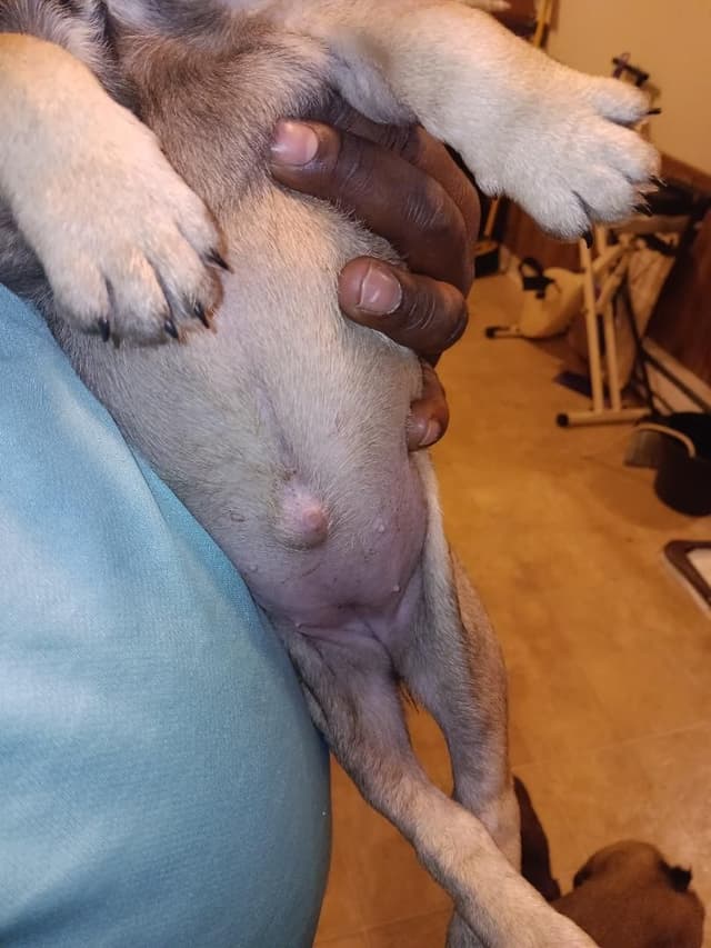 French Bulldog fluffy carriers Puppies media 5