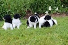 Parti Poodle Puppies breeder image 1