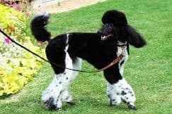 Parti Poodle Puppies breeder image 5
