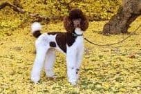 Parti Poodle Puppies breeder image 4