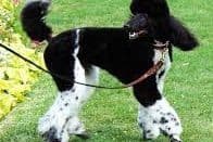 Parti Poodle Puppies breeder image 2