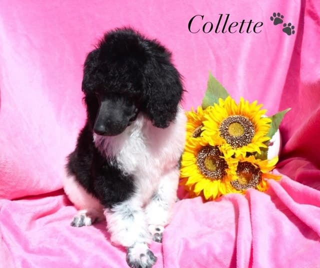 Parti Poodle Puppies media 2