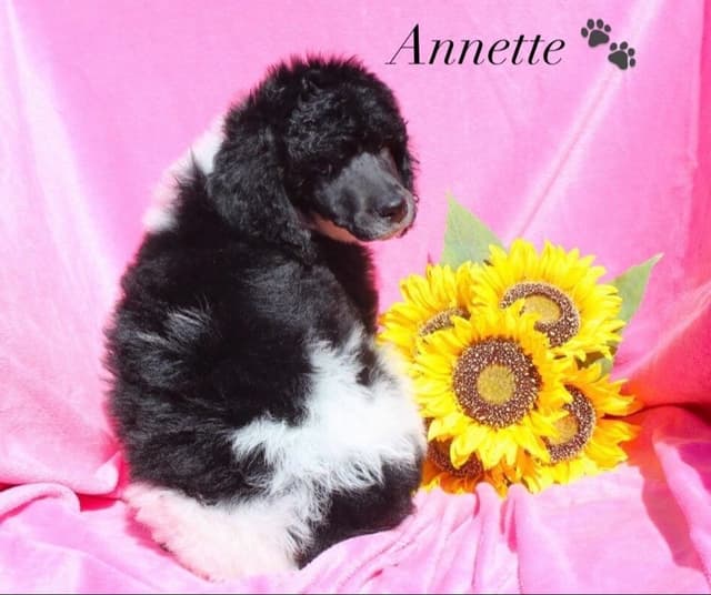 Parti Poodle Puppies media 3