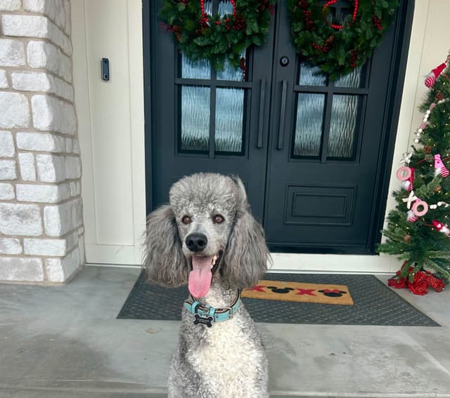 Parti Poodle Puppies media 4