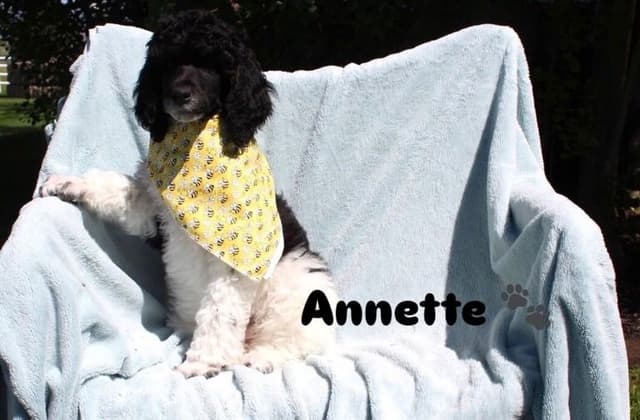 Parti Poodle Puppies media 6