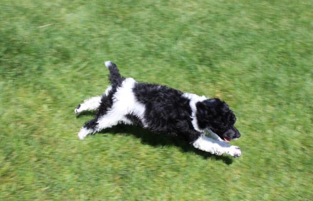 Parti Poodle Puppies media 7