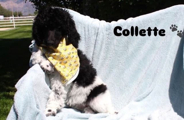 Parti Poodle Puppies media 8
