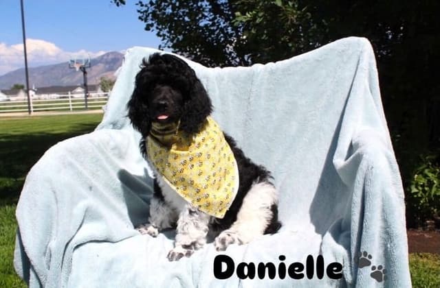 Parti Poodle Puppies media 9