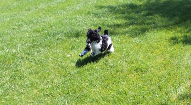 Parti Poodle Puppies media 10
