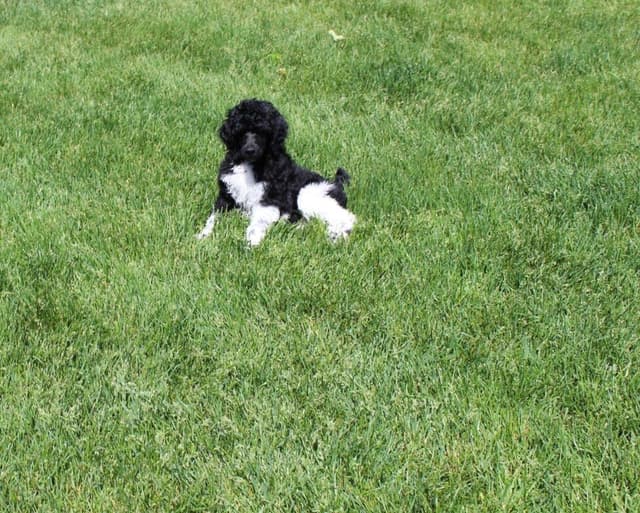 Parti Poodle Puppies media 11