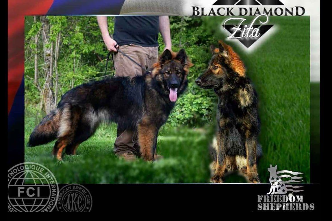 German Shepherd Dog Puppies long coated breeder image 2