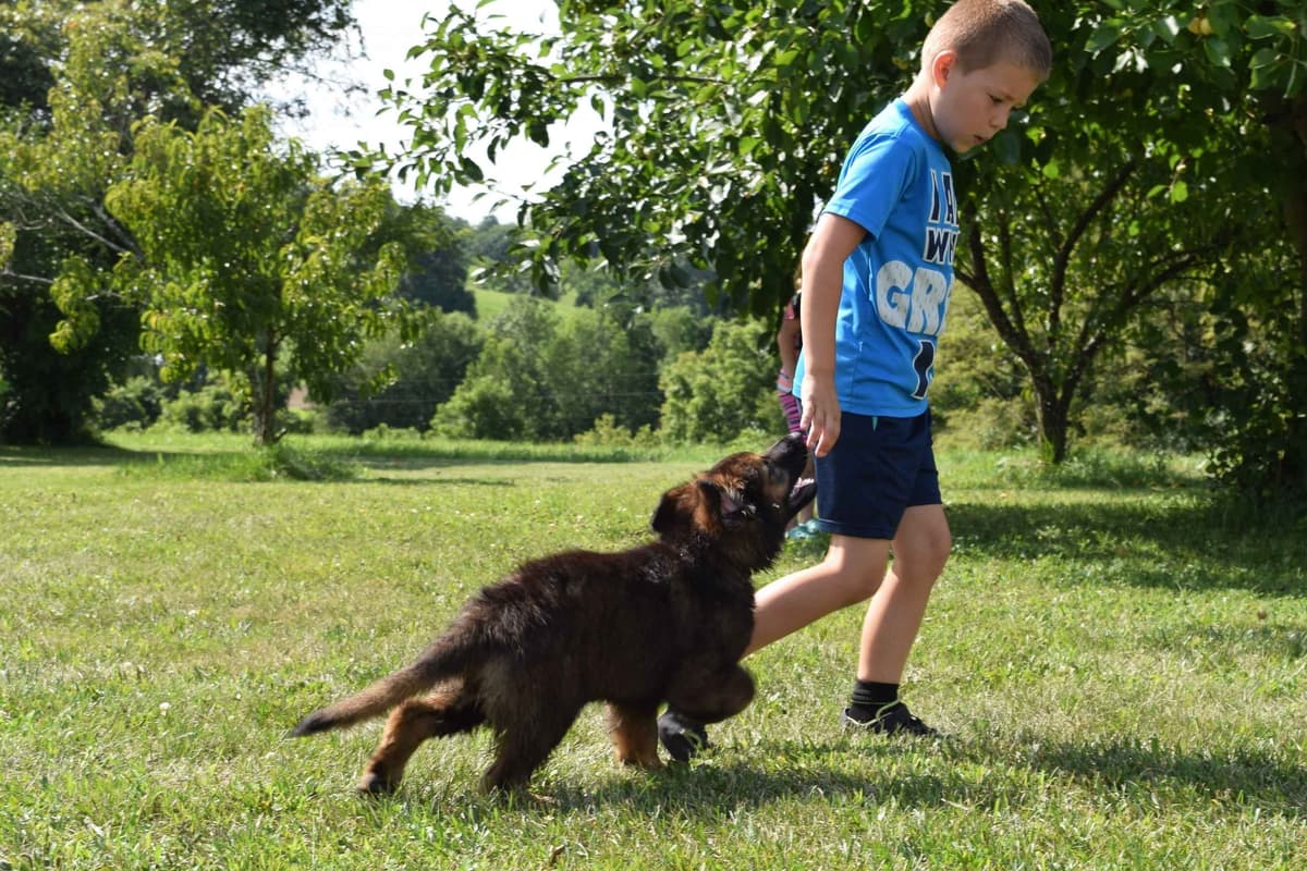 German Shepherd Dog Puppies long coated breeder image 3