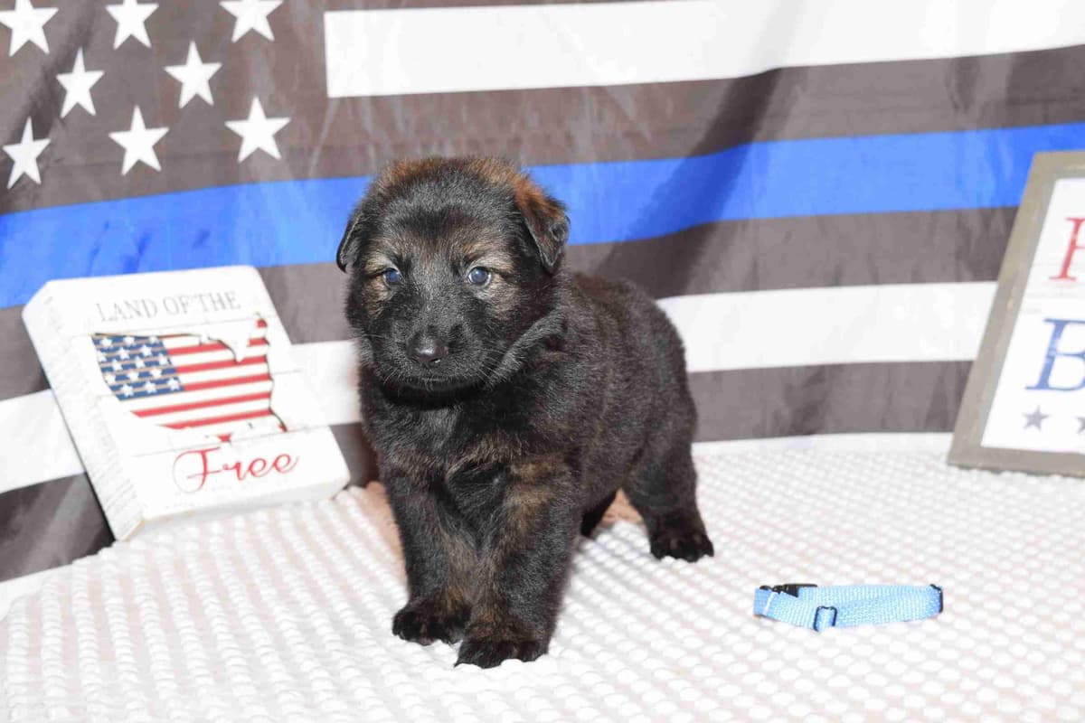 German Shepherd Dog Puppies long coated breeder image 4
