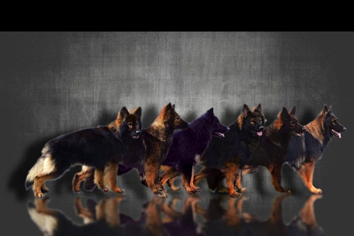 German Shepherd Dog Puppies long coated breeder image 1