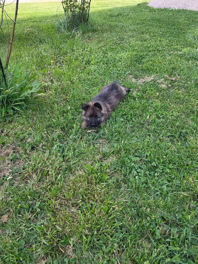 German Shepherd Dog Puppies long coated media 3