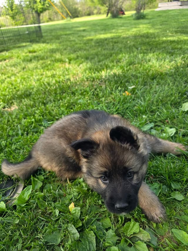 German Shepherd Dog Puppies long coated media 5
