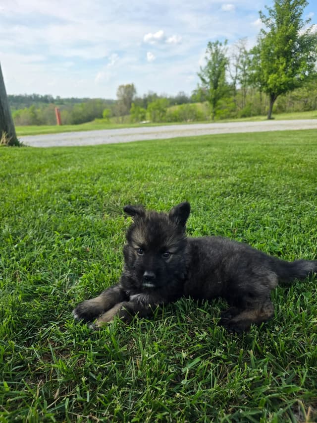 German Shepherd Dog Puppies long coated media 6