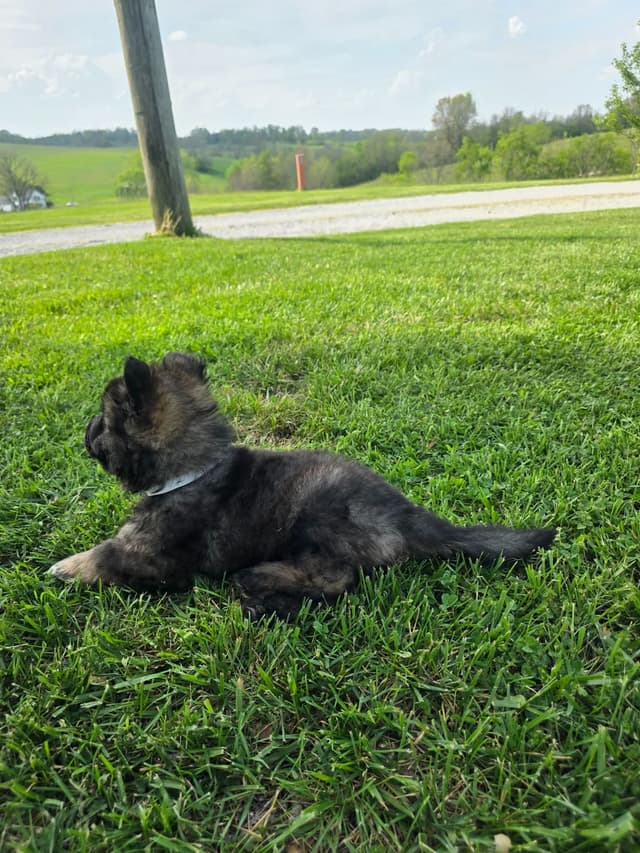 German Shepherd Dog Puppies long coated media 7