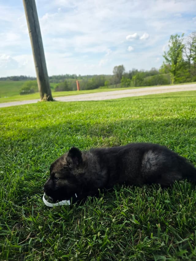 German Shepherd Dog Puppies long coated media 8