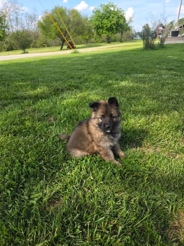 German Shepherd Dog Puppies long coated media 9
