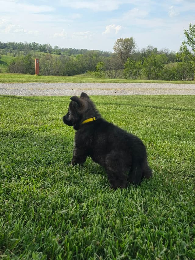 German Shepherd Dog Puppies long coated media 10