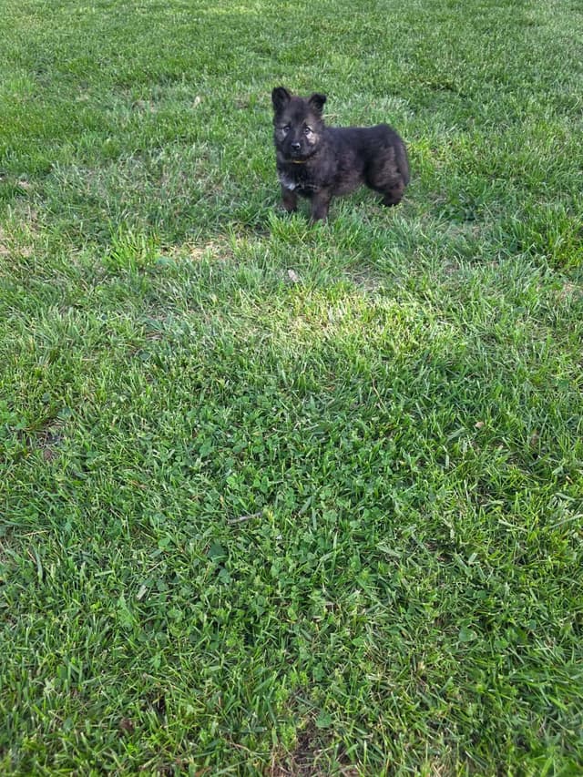 German Shepherd Dog Puppies long coated media 11