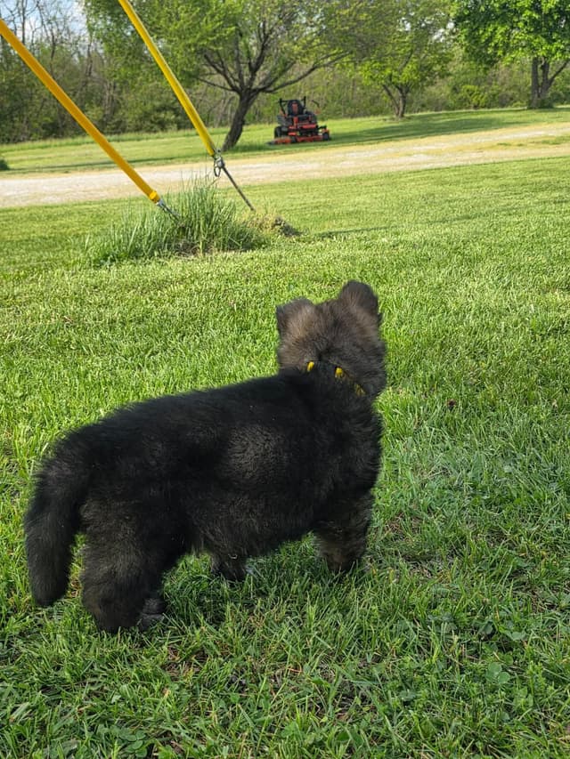 German Shepherd Dog Puppies long coated media 13