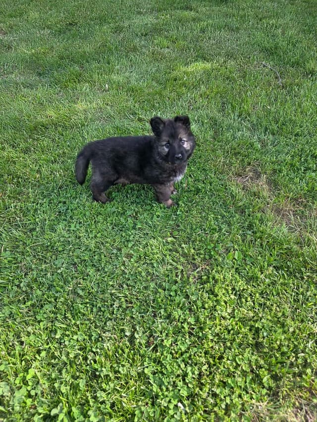 German Shepherd Dog Puppies long coated media 14