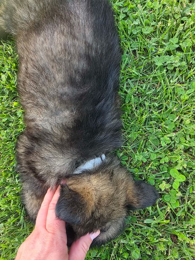 German Shepherd Dog Puppies long coated media 15
