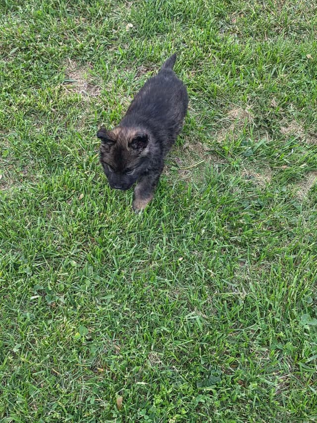 German Shepherd Dog Puppies long coated media 16