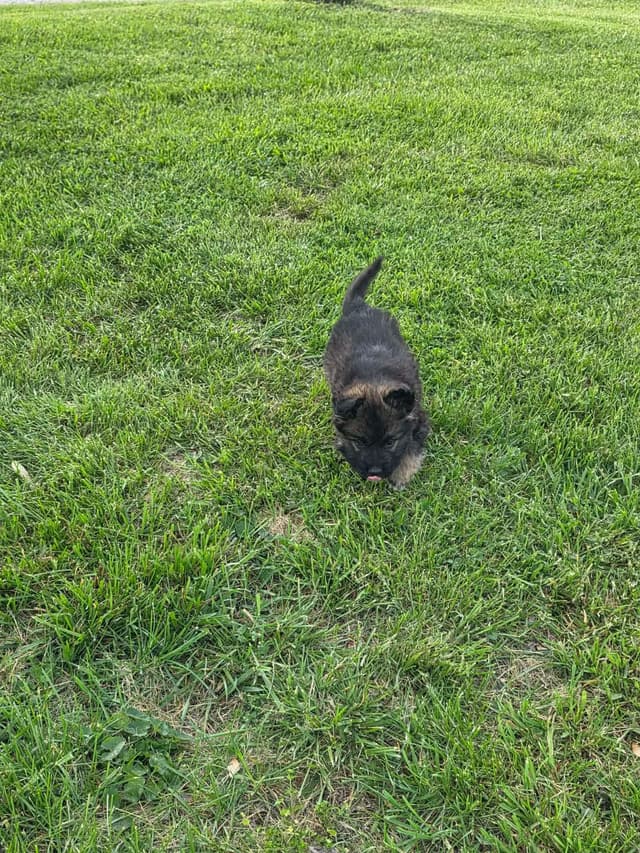 German Shepherd Dog Puppies long coated media 17