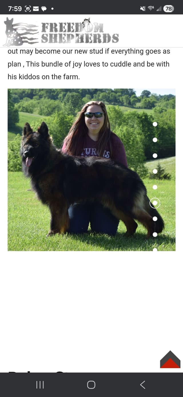 Long coated German Shepherd Dog Puppies(sable and black media 16