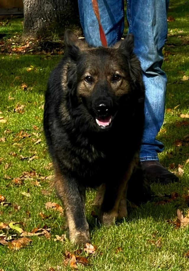 Long coated German Shepherd Dog Puppies(sable and black media 18