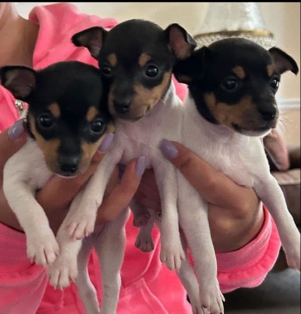 Toy Fox Terrier Puppies breeder image 1