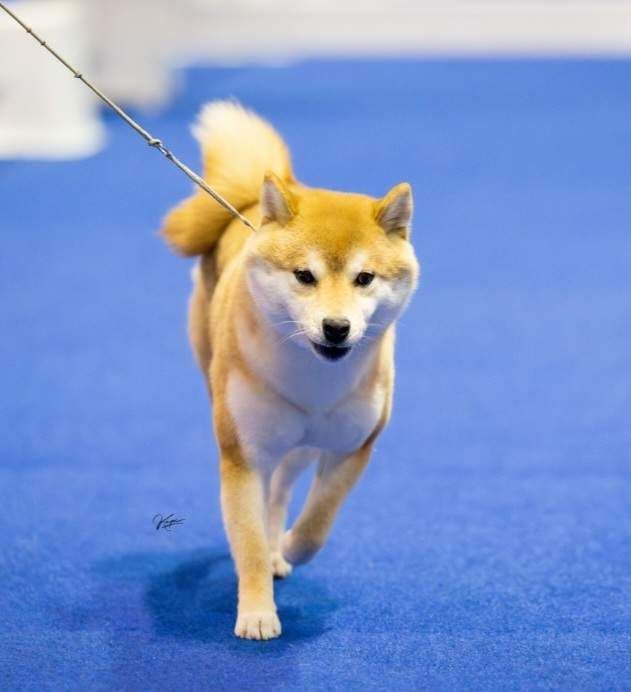 Shiba Inu Female Puppy breeder image 1