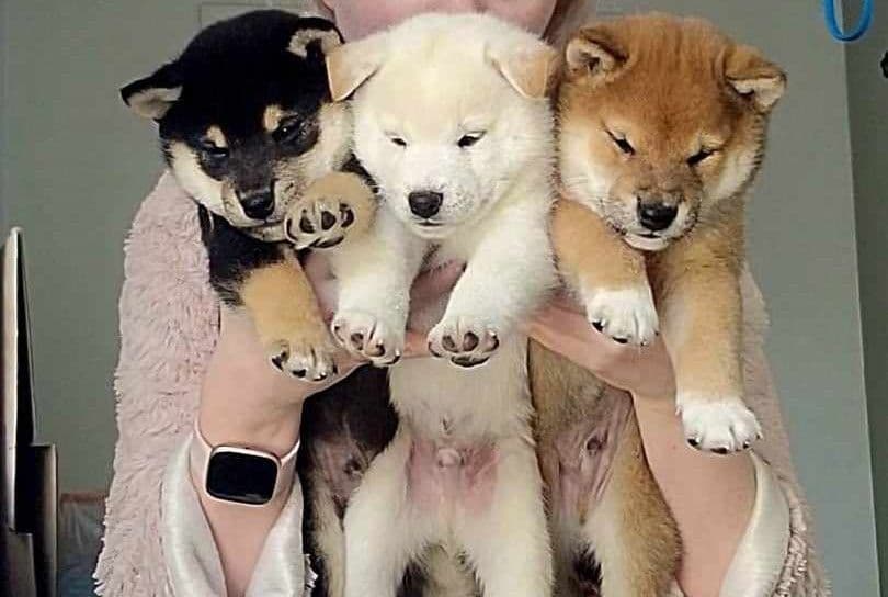 Shiba Inu Female Puppy breeder image 4