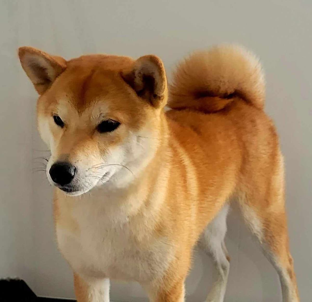 Shiba Inu Female Puppy breeder image 5
