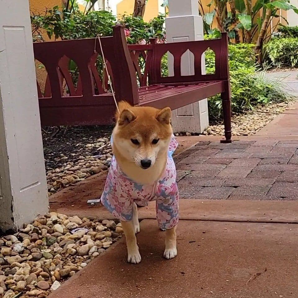 Shiba Inu Female Puppy breeder image 3