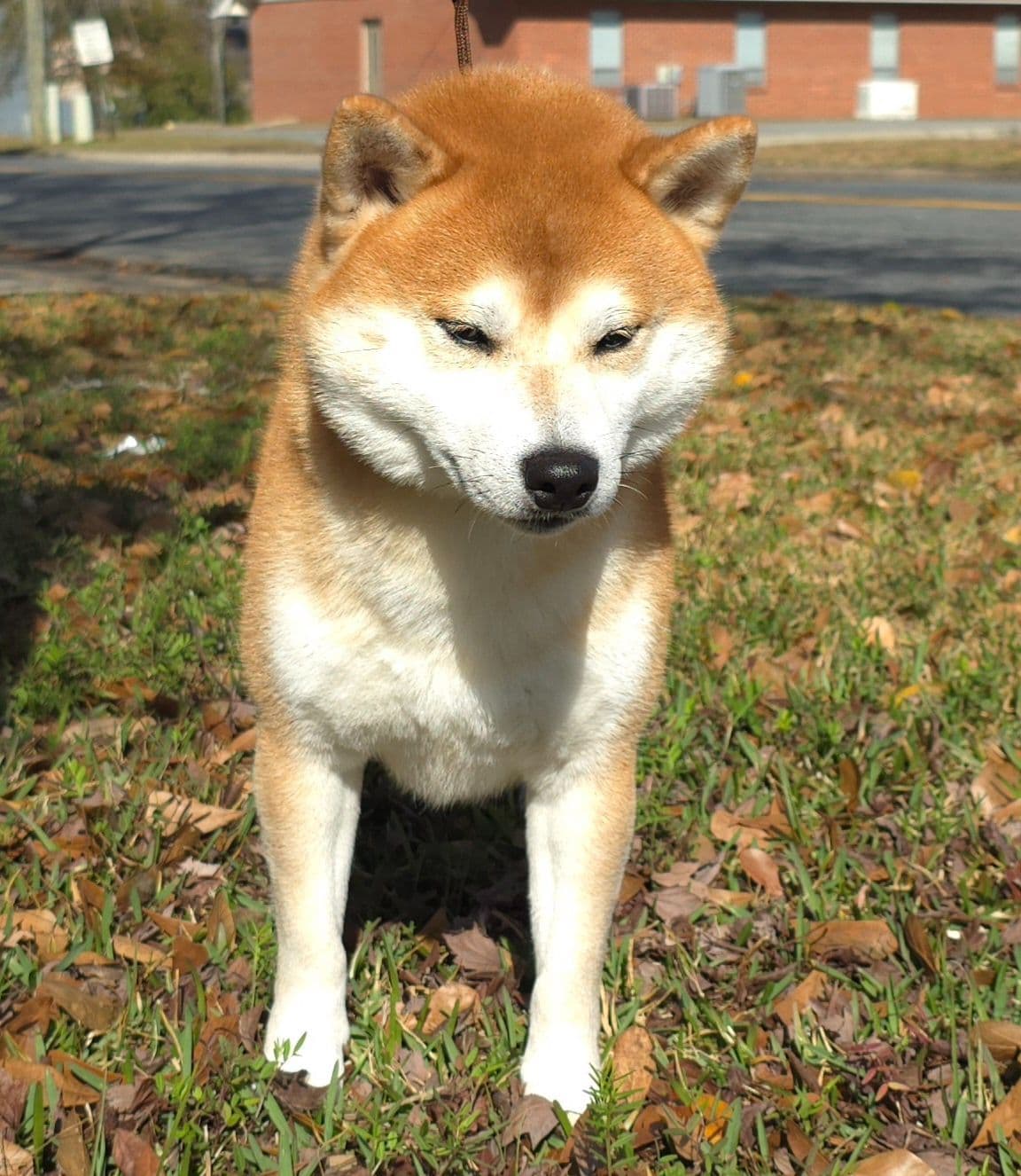 Shiba Inu Female Puppy breeder image 6