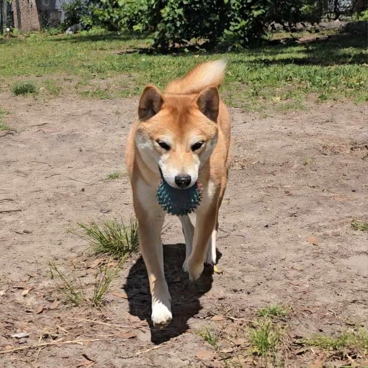 Shiba Inu Female Puppy breeder image 8